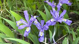 Dwarf Crested Iris Plant Profile [upl. by Aivekal]