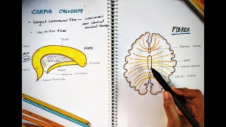 CORPUS CALLOSUM  Parts and Function  Largest Commissure  White Matter  Neuro Anatomy [upl. by Bez]