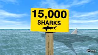 Thousands of SHARKS Shut Down Florida Beaches  SHARKS At Florida Beach [upl. by Nieberg461]