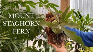 Mount Staghorn Fern in Under 5 Minutes DIY [upl. by Thunell]