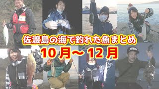 佐渡で釣れるお魚カレンダー10月～12月編 [upl. by Simaj]