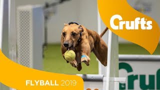 Flyball  Team Final  Crufts 2019 [upl. by Everrs]