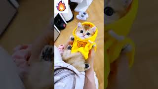 cute kitty part 117 kitty funnycat cat catlover cute kitten [upl. by Einre354]