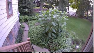 PokeWeed Timelapse [upl. by Idak]