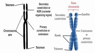 Chromosome Morphology [upl. by Cutler229]