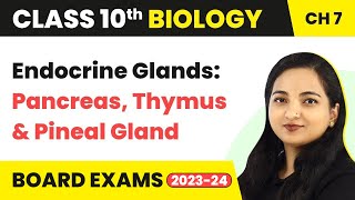 Endocrine Glands Pancreas Thymus Gland and Pineal Gland  Class 10 Biology Chapter 7 [upl. by Sackman107]