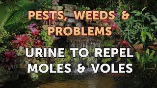 Urine to Repel Moles amp Voles [upl. by Eifos]