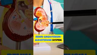 ReninAngiotensin Aldosterone System RAAS shorts pharmacology pharmacy bloodpressure study [upl. by Emmye]