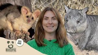 Why Aussie Marsupials Are Going Extinct and how to save them [upl. by Dnaltiak]