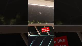 Spider web making process [upl. by Clerk]