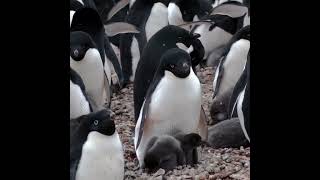 Adelie penguins [upl. by Akieluz]