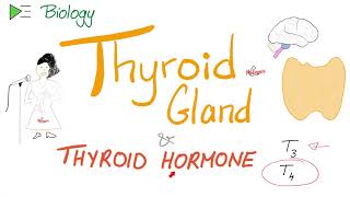 The Thyroid Gland and the Thyroid Hormone T3 amp T4  Endocrine System [upl. by Enomaj]