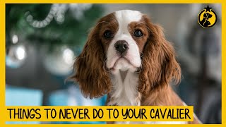 5 Things You Must Never Do to Your Cavalier King Charles Spaniel [upl. by Apilef]