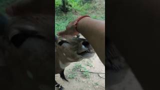 Nilgai in New Delhi [upl. by Anuska]