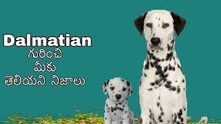 Dalmatian dog Facts in Telugu  popular breed  Taju logics [upl. by Catha]