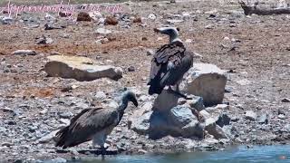 Safarihoek Wildlife Cam Namibia VULTURES 20241129 [upl. by Marylin]