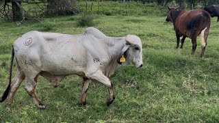 Mira quien se gano el toro gyr lechero rifado [upl. by Ruthanne]