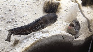 Two Fish Fight by Spitting Sand on Each Other LOL [upl. by Olathe]