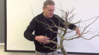 Developing a Persian Parrotia Bonsai with Arthur Joura [upl. by Znerol]