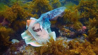 Robot Communicates with Male Cuttlefish  Spy In The Ocean  BBC Earth [upl. by Acemaj]