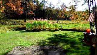 Miscanthus Giganteus10 3 24 [upl. by Felic]