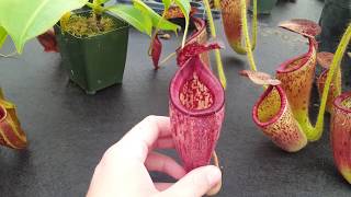 Hybrid Highlight Nepenthes talangensis x glandulifera [upl. by Vonnie262]