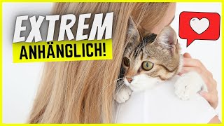 Top 5 menschenbezogene Katzenrassen ❤ [upl. by Titos529]