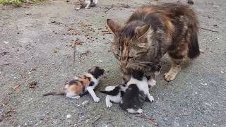 Baby kittens meowing very loudly for mom cat [upl. by Aneema]