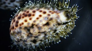 Facts The Tiger Cowrie [upl. by Artenal420]