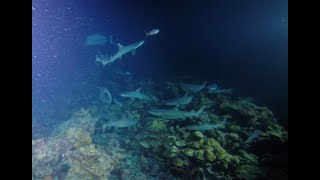 Cocos Island Sharks entertain scuba divers chasing a fish at night [upl. by Heger]