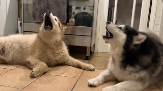 How To Make Your Dog Howl Yes Our Neighbours Love Us [upl. by Assilem]