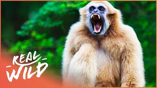 Gibbons The Forgotten Apes In Peril Wildlife Documentary [upl. by Maletta]