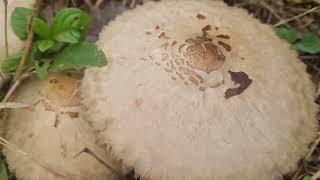 Poisonous Chlorophyllum molybdites recorded by Devesh Naik [upl. by Theone]