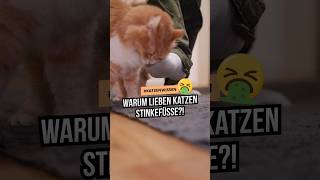 Deshalb lieben Katzen Stinkefüße und Socken  🤮🤣 katzenwissen katzenliebe katzenleben [upl. by Oicanata]