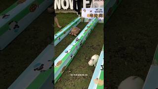 Tortoise versus rabbitt tortoise running race [upl. by Lilli]