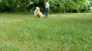 Dog Dancing  Training [upl. by Doubler]