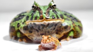 giant pacman frog eats small frog [upl. by Melinde]