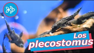 Cuidados del PLECO · Hypostomus Plecostomus 😗 [upl. by Lacim]