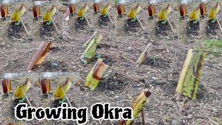 Growing Okra Plants  GardeningFarming [upl. by Kellsie]