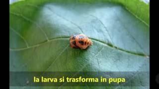 Il ciclo vitale delle coccinelle [upl. by Christoffer]