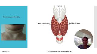 Anatomi och funktion av sköldkörteln faktorer som påverkar konvertering av T4 till T3 och rT3 [upl. by Gnaw]