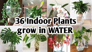 36 Indoor Plants You can grow in Water Best Indoor plants no need soil to grow Plant and Planting [upl. by Aduhey]