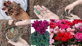 रंग बिरंगी असाध्यै सुन्दर फूल फुल्ने Plant Cyclamen कसरी रोप्नुHow To Grow Cyclamen Flower Plants [upl. by Ahsac504]