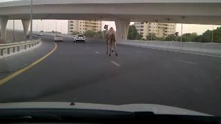 Camel escapes near Dubai Marina onto motorway [upl. by Yroggerg]