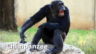 Chimpanzee Sounds [upl. by Suravart]