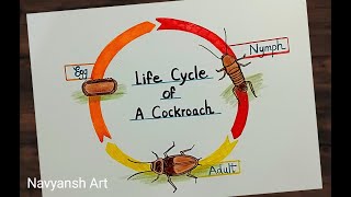 Cockroach life cycle diagram drawing l How to draw life cycle of a cockroach l Science project [upl. by Bonne]