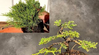 How to Create a Juniper bonsai from a nursery plant Guide for beginners to Form a bonsaitree [upl. by Lauren]