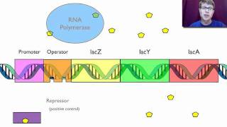 Eukaryotic Gene Regulation part 1 [upl. by Esimorp]