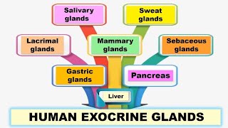 Human exocrine glands  Pancreatic Salivary Sweat Lacrimal Mammary Sebaceous and Gastric glands [upl. by Annail914]