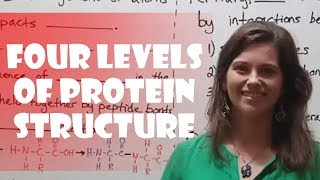 Four Levels of Protein Structure Primary Secondary Tertiary Quaternary [upl. by Golub]